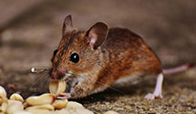 24 Hour & Emergency Exterminators in Vineland, CO